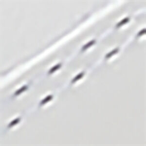 Wei&szlig;/Navy-Blau